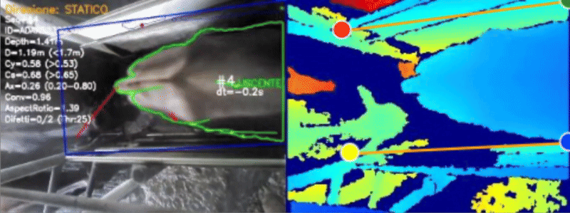 Real-time cattle analysis demonstration