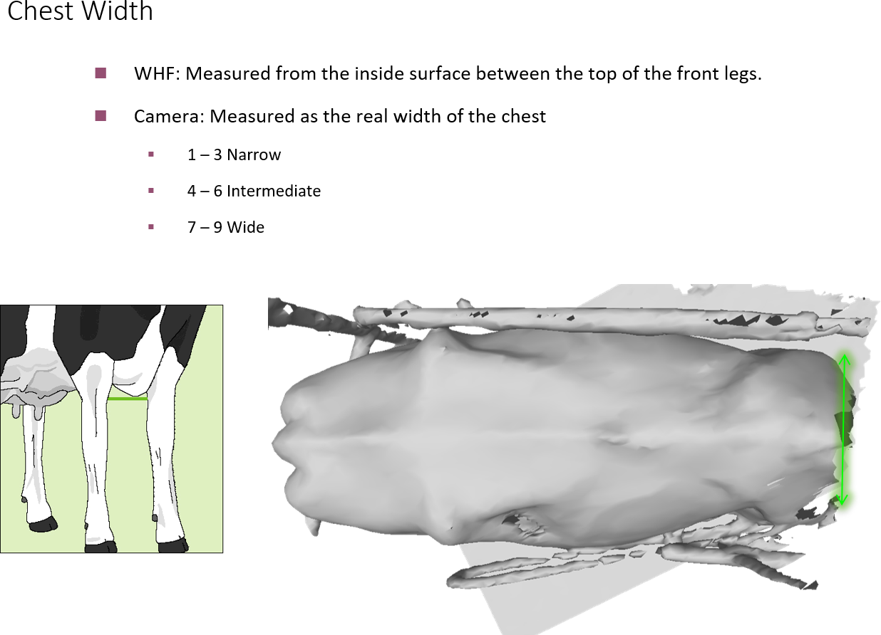 Linear measurement example 3
