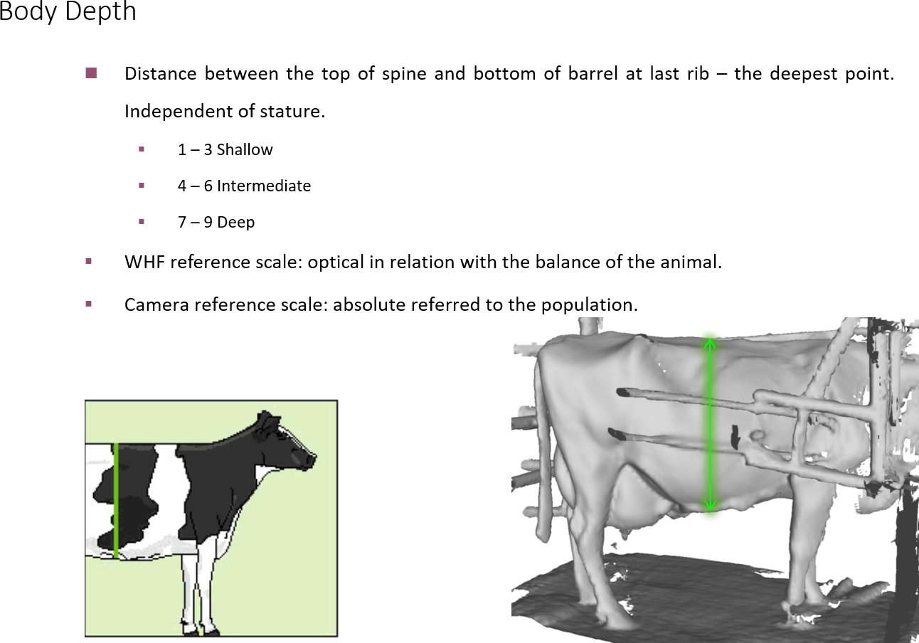 Linear measurement example 4