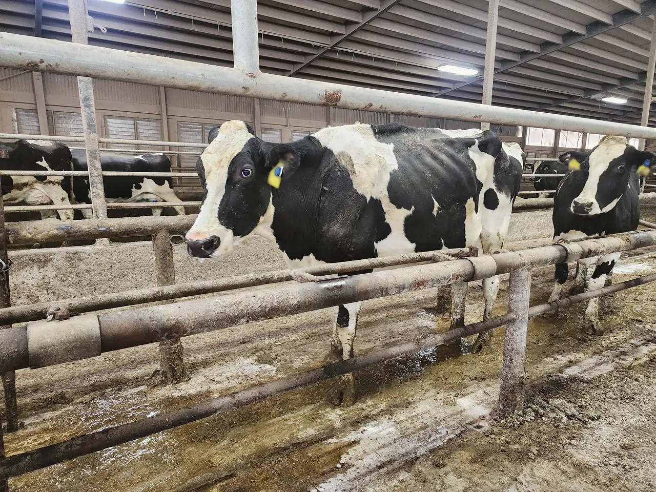 Two Holstein cows stand at a feed rail, bodies side-on to the camera.