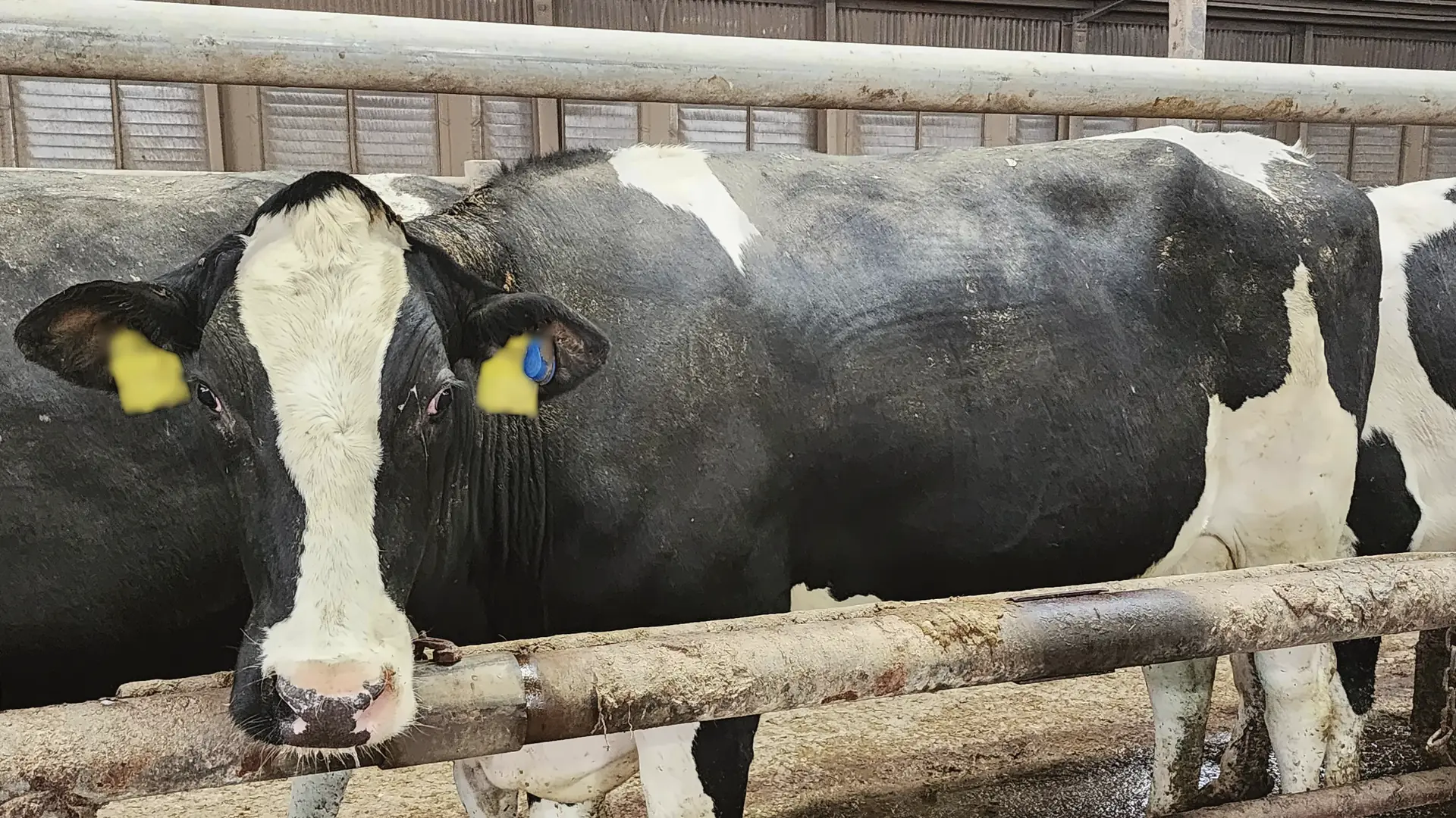 A Holstein dairy cow looks into the camera over a feed rail in a freestall barn.