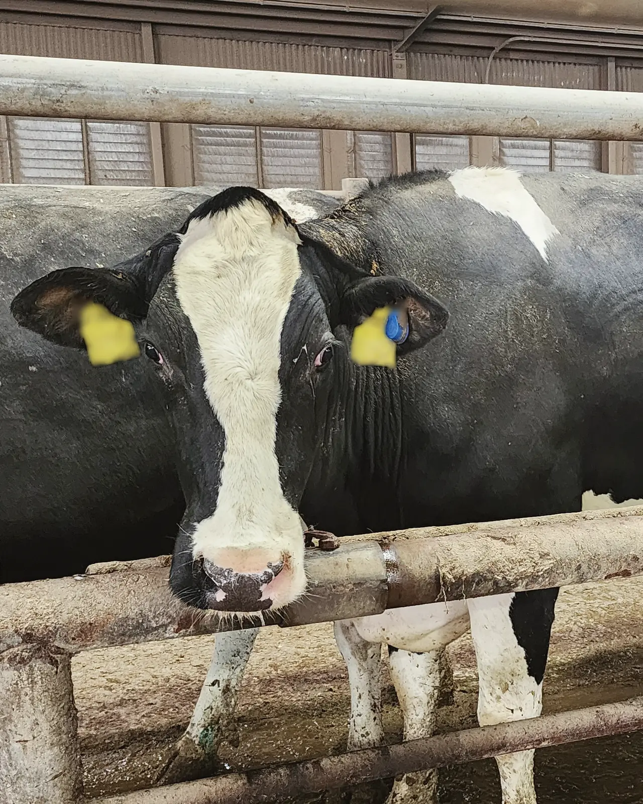 A Holstein dairy cow looks into the camera over a feed rail in a freestall barn.