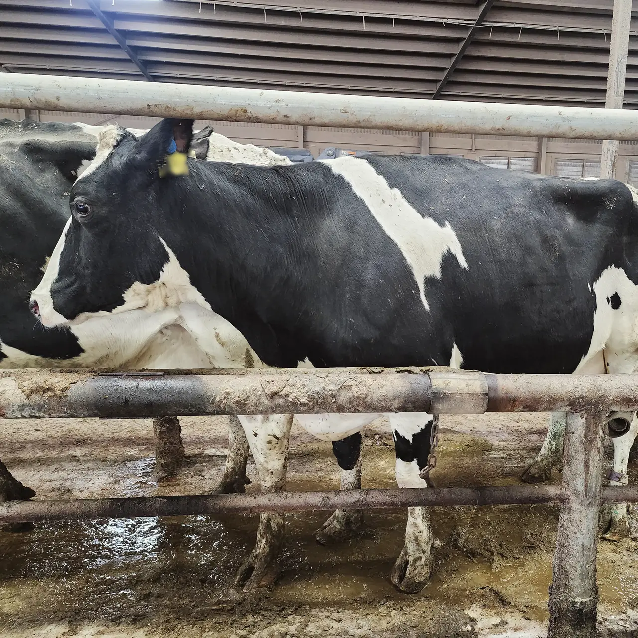 Side profile of a Holstein cow along a feed rail, showing topline and body condition.