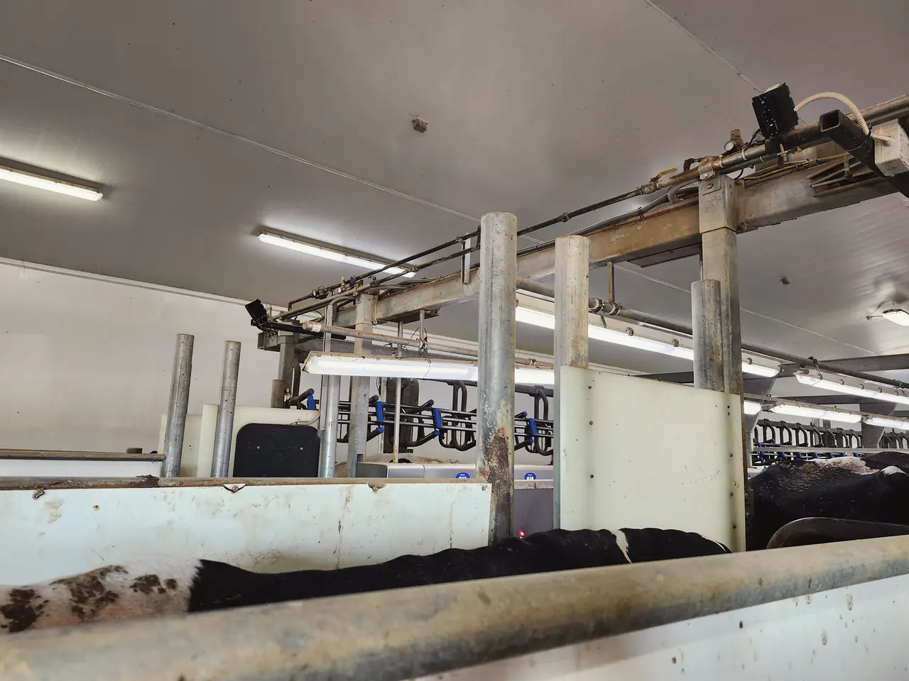 Two L3D cameras on the steel frames above the entry to a rotary milking parlour, one on the far beam and one on the near beam.