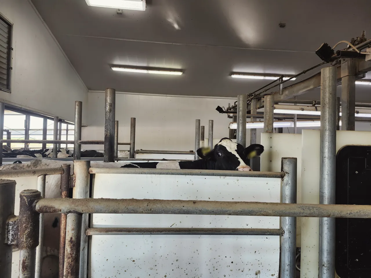 L3D cameras on the steel frame above a parlour exit lane, with a cow looking out from the lane.